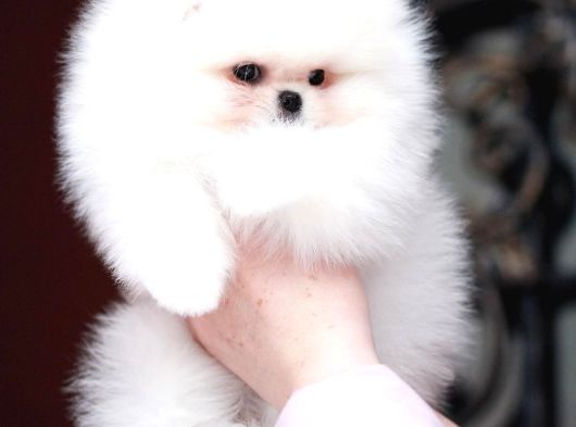 Teddy Bear Pomerani̇an Yavrulari görsel