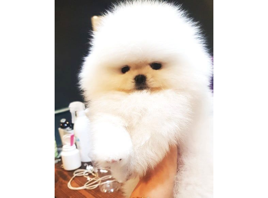 Teddy Bear Pomerani̇an Yavrulari görsel