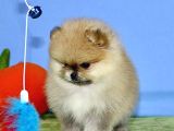 Teddy Bear Pomerani̇an Yavrulari