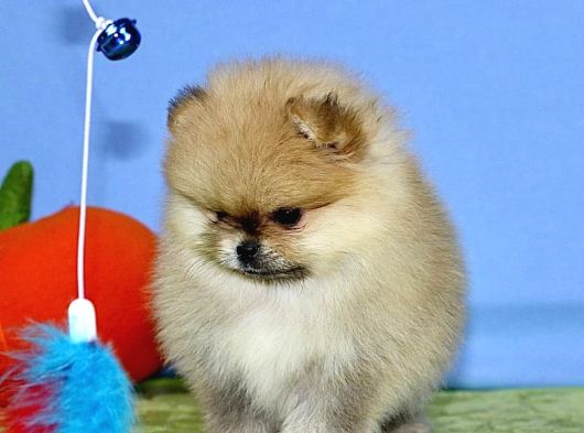 Teddy Bear Pomerani̇an Yavrulari görsel