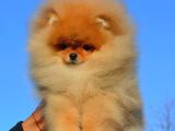 Teddy Bear Pomerani̇an Yavrulari