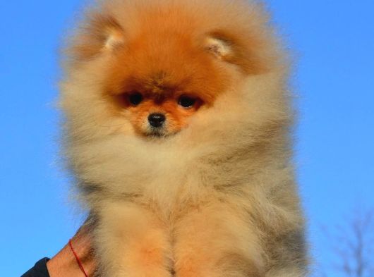 Teddy Bear Pomerani̇an Yavrulari görsel