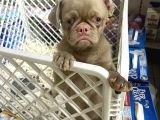 Mall Of İstanbul Vonalpten Özel Renkte Exotik Pug