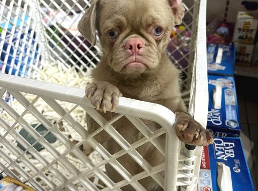 Mall Of İstanbul Vonalpten Özel Renkte Exotik Pug