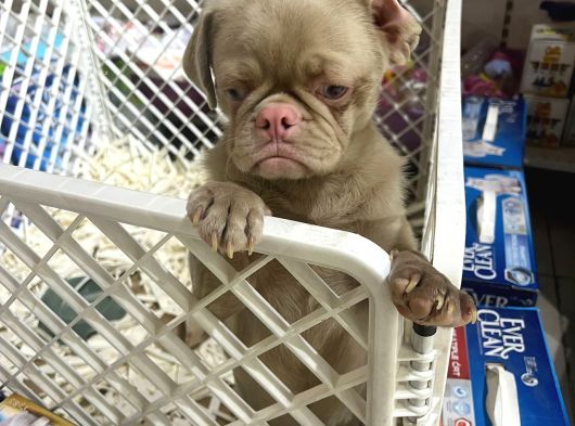 Mall Of İstanbul Vonalpten Özel Renkte Exotik Pug görsel