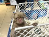 Mall Of İstanbul Vonalpten Özel Renkte Exotik Pug