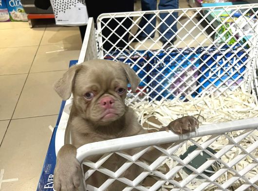 Mall Of İstanbul Vonalpten Özel Renkte Exotik Pug görsel