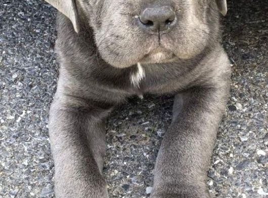 Şampiyon Soydan Gelen Cane Corso Bebekleri Teslime Hazır görsel