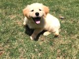 Aşılı-Safkan Golden Retreiver Bebeklerimiz Teslime Hazır