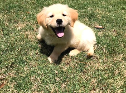 Aşılı-Safkan Golden Retreiver Bebeklerimiz Teslime Hazır görsel