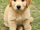 Aşılı-Safkan Golden Retreiver Bebeklerimiz Teslime Hazır