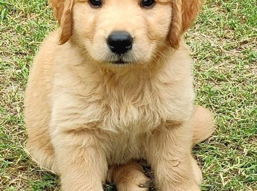 Aşılı-Safkan Golden Retreiver Bebeklerimiz Teslime Hazır görsel