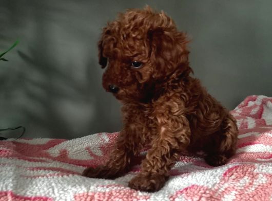 Toy Poodle Yavrularımız görsel
