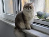 Küçük kızımız DİANA Kayıp