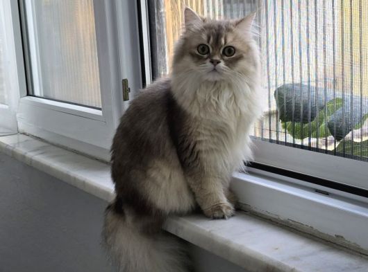 Küçük Kızımız Di̇ana Kayıp