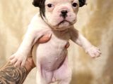 MÜKEMMEL FRENCH BULDOG BEBEKLER