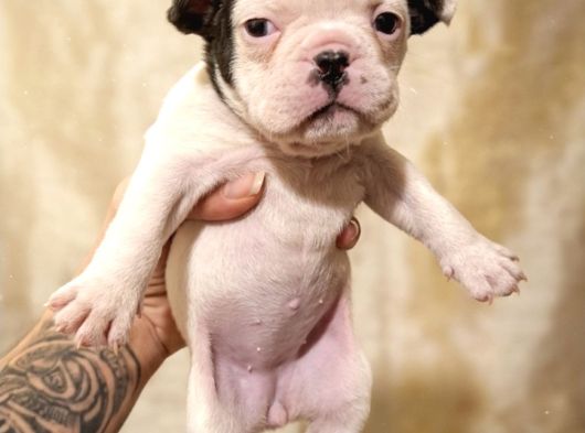 Mükemmel French Buldog Bebekler