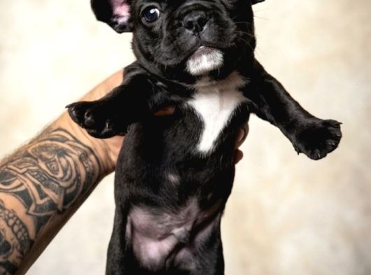 Mükemmel French Buldog Bebekler görsel