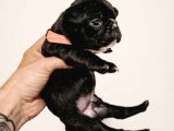 Mükemmel French Buldog Bebekler