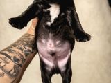 Mükemmel French Buldog Bebekler