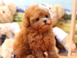 EN OZEL VE GUZEL TOY POODLE BEBEKLERIMIZ