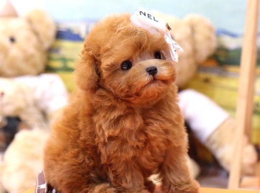 En Ozel Ve Guzel Toy Poodle Bebeklerimiz