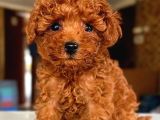 Çok Özel Toy Poodle Yavrularimiz