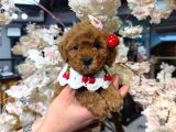 IRKININ EN MÜKEMMELİ TOY POODLE YAVRULARIMIZ