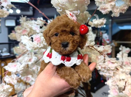 Irkinin En Mükemmeli̇ Toy Poodle Yavrularimiz