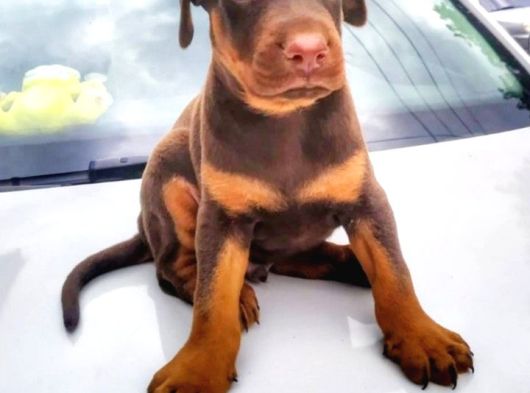 Şampiyon Soydan Doberman Yavrular görsel