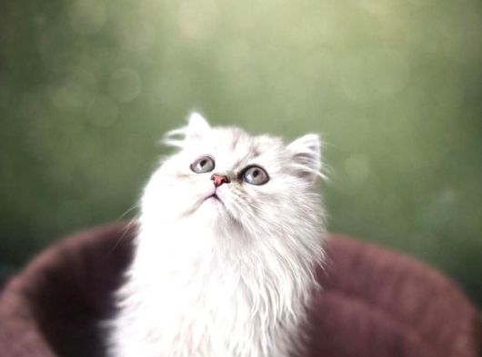 Safkan Silver British Long Hair Bebekler