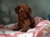 Toy Poodle Yavrularımız