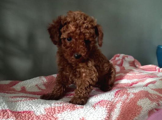 Toy Poodle Yavrularımız