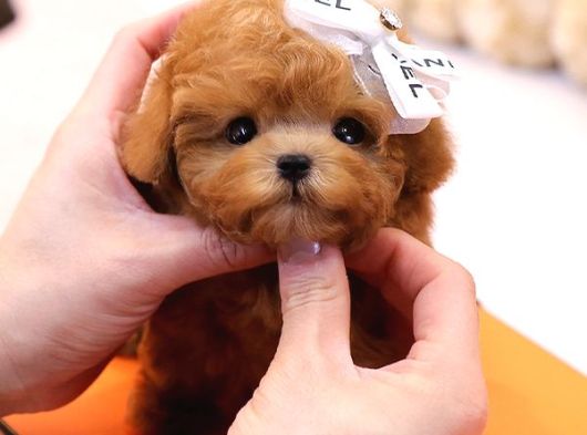 En Ozel Ve Guzel Toy Poodle Bebeklerimiz görsel