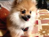 Yavru pomeranian erkek