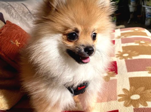 Yavru Pomeranian Erkek