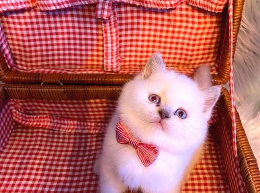 Bri̇th Shorthai̇r görsel