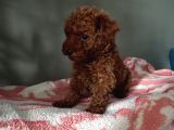 Toy Poodle Yavrularımız