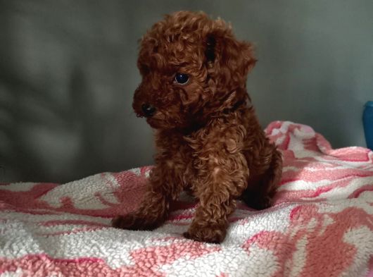 Toy Poodle Yavrularımız görsel