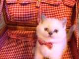 Bri̇th Shorthai̇r