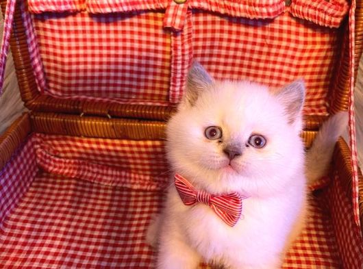 Bri̇th Shorthai̇r görsel