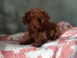 Toy Poodle Yavrularımız