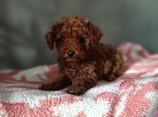 Toy Poodle Yavrularımız görsel
