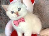 Bebek Ev ortamı safkan british shorthair yavrularımız