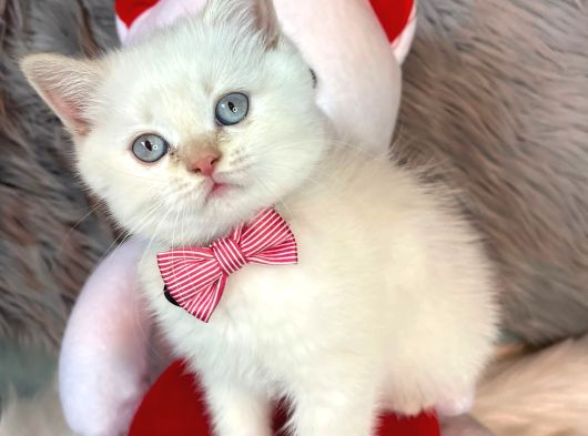 Bebek Ev Ortamı Safkan British Shorthair Yavrularımız