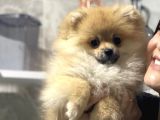Yavru Pomeranian Erkek