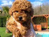 Kalitenin Adresinden Üst Kalite Poodle Yavruları