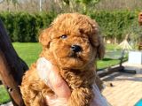 Kalitenin Adresinden Üst Kalite Poodle Yavruları