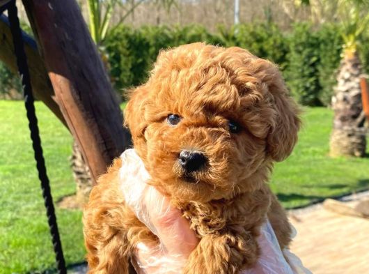 Kalitenin Adresinden Üst Kalite Poodle Yavruları görsel