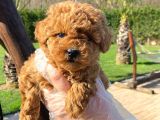 Kalitenin Adresinden Üst Kalite Poodle Yavruları